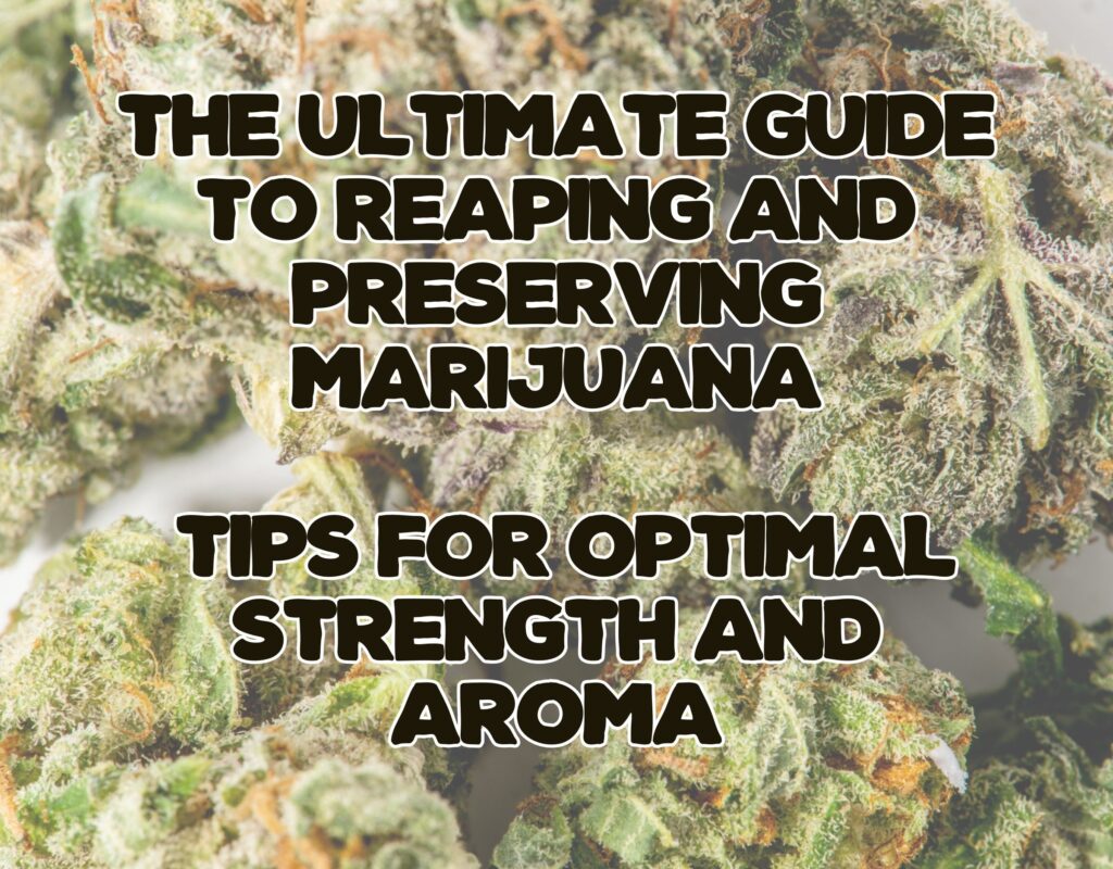 The Ultimate Guide to Reaping and Preserving Marijuana: Tips for Optimal Strength and Aroma