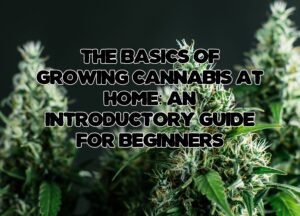 The Basics of Growing Cannabis at Home: An Introductory Guide for Beginners