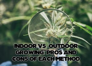Indoor vs. Outdoor Growing Cannabis: Pros and Cons of Each Method