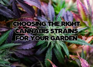 Choosing the Right Cannabis Strains for Your Garden: A Comprehensive Guide to Indica, Sativa, and Hybrid Strains