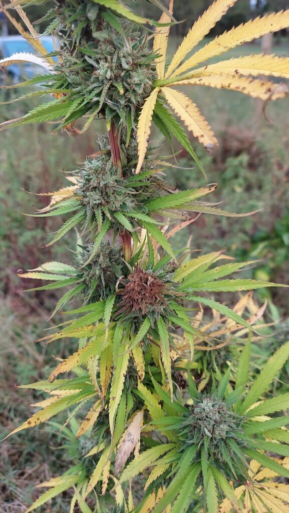 The Menace of Bud Rot in Flowering Marijuana Plants