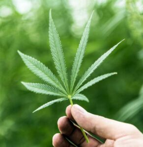 The Many Names of Marijuana: From Botanical to Street Lingo