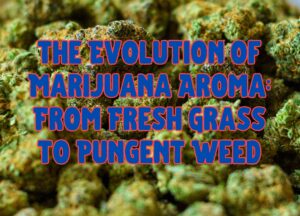 The Evolution of Marijuana Aroma: From Fresh Grass to Pungent Weed