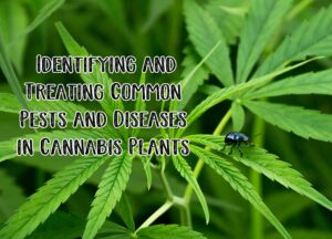 Bugged Out: Identifying and Treating Common Pests and Diseases in Cannabis Plants