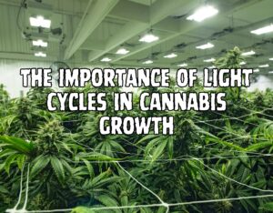 The Importance of Light Cycles in Cannabis Growth: A Comprehensive Guide to Photoperiodism