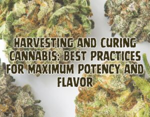 Harvesting and Curing Cannabis: Best Practices for Maximum Potency and Flavor
