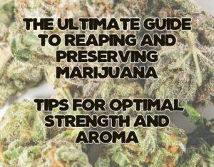 The Ultimate Guide to Reaping and Preserving Marijuana: Tips for Optimal Strength and Aroma