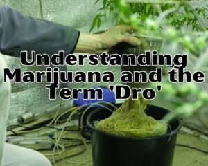 Understanding Marijuana and the Term &#8216;Dro&#8217;