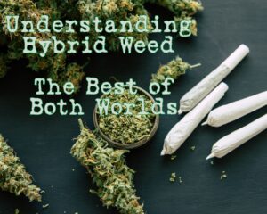 Understanding Hybrid Weed: The Best of Both Worlds