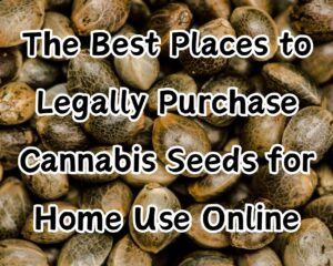 The Best Places to Legally Purchase Cannabis Seeds for Home Use