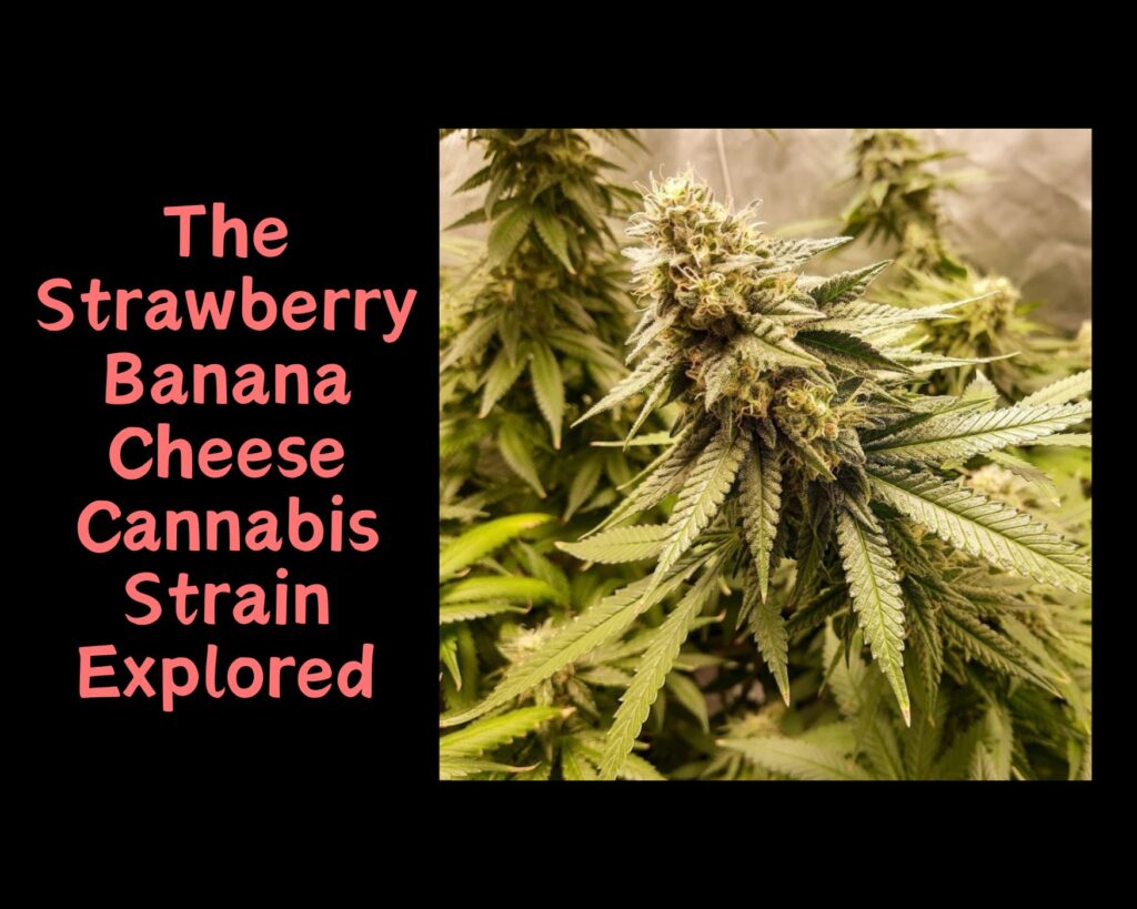 The Strawberry Banana Cheese Cannabis Strain Explored