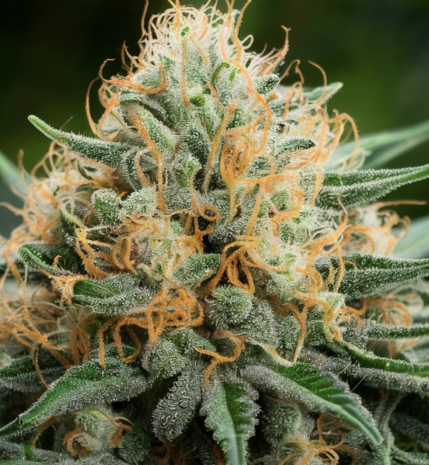 Mastering Cannabis: Secrets to Growing Potent Buds Revealed!