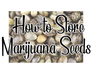 How to Store Marijuana Seeds: Best Practices for Long-Term Viability